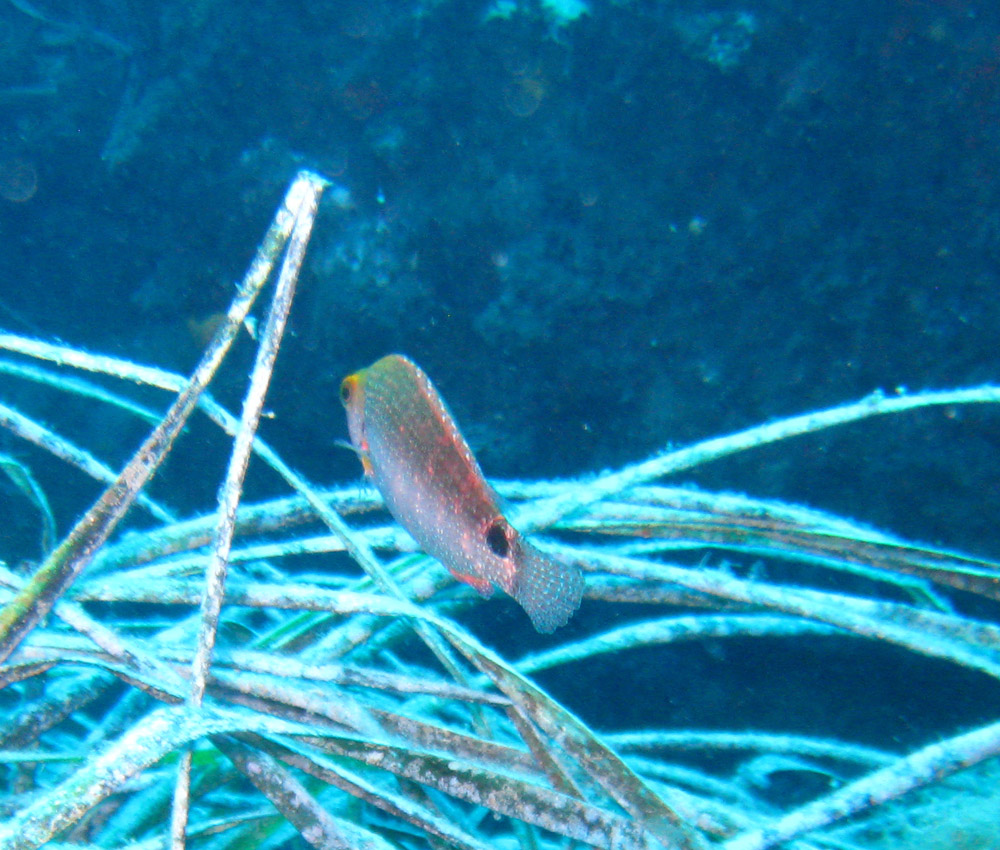 Labridae sfuggente... (Symphodus mediterraneus)